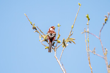 新芽を食して枝を飛び回る可愛いベニマシコ（アトリ科）の群れ
英名学名：Long-tailed Rosefinch (Uragus sibiricus)
栃木県栃木市渡良瀬遊水地-2025
