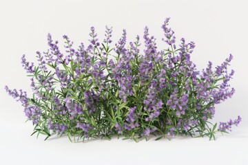 Fototapeta premium Vibrant lavender blooms elegantly displayed against a soft backdrop, celebrating nature’s beauty isolated on transparent background
