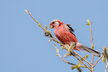 新芽を食して枝を飛び回る可愛いベニマシコ（アトリ科）の群れ
英名学名：Long-tailed Rosefinch (Uragus sibiricus)
栃木県栃木市渡良瀬遊水地-2025
