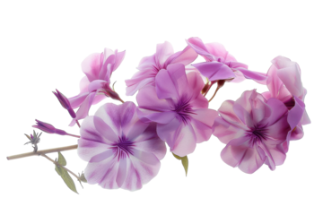 Soft pink and purple flowers blossom with elegance, their petals showcasing intricate patterns isolated on transparent background