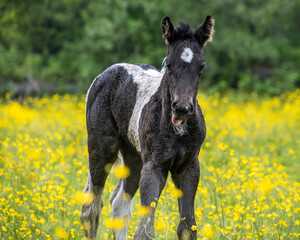 Playful young horse frolicking in a vibrant field of yellow wildflowers on a sunny day