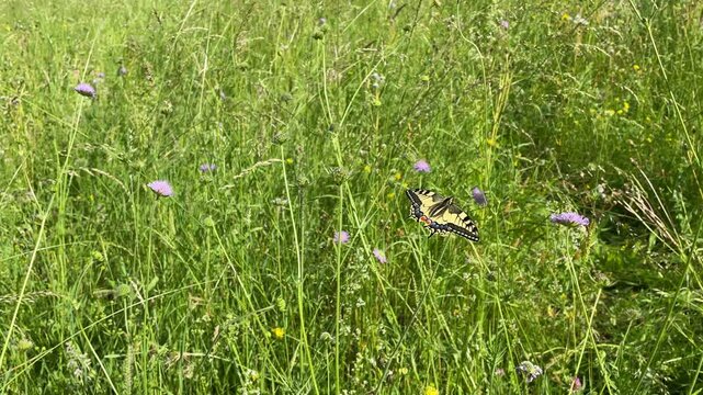 Old World Swallowtail or common yellow swallowtail (Papilio machaon) with open wings sitting on a small scabious in Zurich, Switzerland