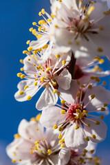 A close up of a flower with yellow and white petals