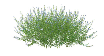 3d render of Salvia subgenus Perovskia, a flowering plant , isolated over transparent background, PNG cut-out