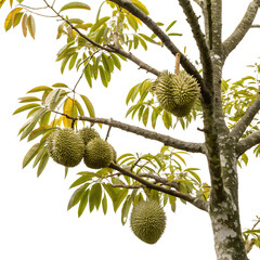 Durian tree with durian fruit growing on the tree. Isolated on a transparent background