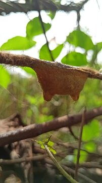 newly formed cocoon