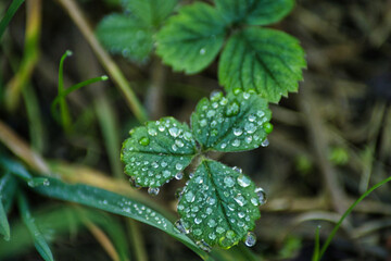 Makroaufnahme gr&uuml;ner Klee-Bl&auml;tter mit funkelnden Wassertropfen. Ein unscharfer Hintergrund hebt feine Details hervor und zaubert magische Frische.