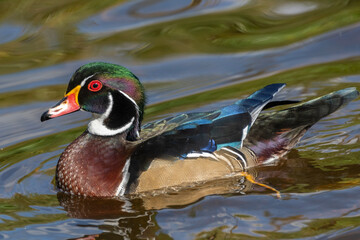 Colorful wood duck swimming in serene water during a sunny afternoon in a natural habitat