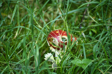 Diese Serie zeigt mystische Waldbodenszenen: Auf gr&uuml;nem Moos sprie&szlig;en leuchtend rote Fliegenpilze (Amanita muscaria) neben altem Holz und dichtem Blattwerk &ndash; ein m&auml;rchenhafter Naturtraum.