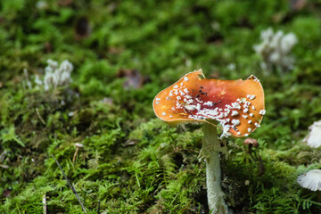 Diese Serie zeigt mystische Waldbodenszenen: Auf gr&uuml;nem Moos sprie&szlig;en leuchtend rote Fliegenpilze (Amanita muscaria) neben altem Holz und dichtem Blattwerk &ndash; ein m&auml;rchenhafter Naturtraum.
