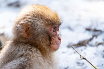 Japanese maqaque or snow monkey with pinkish face and brown or greyish hair outdoor at daytime in the Jigokudani Monkey Park in Yamanouchi Nagano Prefecture in the wilderness of Japan.