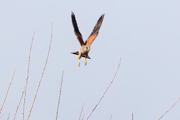 狩りのために飛翔する美しいチョウゲンボウ（ハヤブサ科）
英名学名：Common Kestrel (Falco tinnunculus, family comprising falcons) 
ハタネズミを捕まえた。
英名学名：Japanese grass vole, Alexandromys montebelli.

栃木県栃木市渡良瀬遊水地-2025
