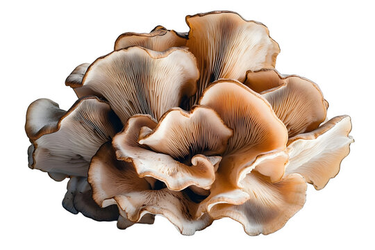 Maitake mushroom isolated on a white background.