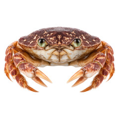 Close-Up of a Colorful Crab with Detailed Shell and Claws, isolated on transparent background.