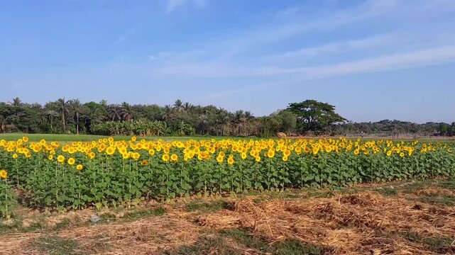 Sunflower flower, Dakop, Khulna, Bangladesh,2025.