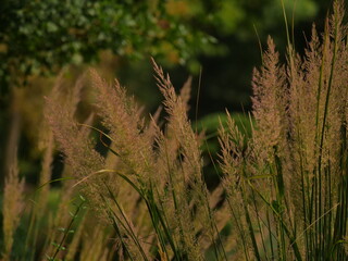 dry blossomed out grasses and dry conditions in the foreground, very strongly blurred green background from a park,
