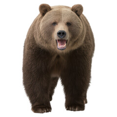 Fototapeta premium Powerful Grizzly Bear Roaring with Intensity in Natural Setting, isolated on transparent background.