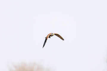 狩りのために飛翔する美しいチョウゲンボウ（ハヤブサ科）
英名学名：Common Kestrel (Falco tinnunculus, family comprising falcons) 
ハタネズミを捕まえた。
英名学名：Japanese grass vole, Alexandromys montebelli.

栃木県栃木市渡良瀬遊水地-2025
