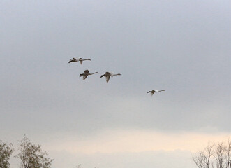 geese in flight