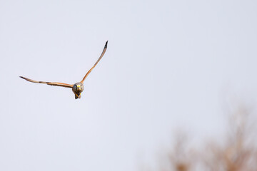 狩りのために飛翔する美しいチョウゲンボウ（ハヤブサ科）
英名学名：Common Kestrel (Falco tinnunculus, family comprising falcons) 
ハタネズミを捕まえた。
英名学名：Japanese grass vole, Alexandromys montebelli.

栃木県栃木市渡良瀬遊水地-2025
