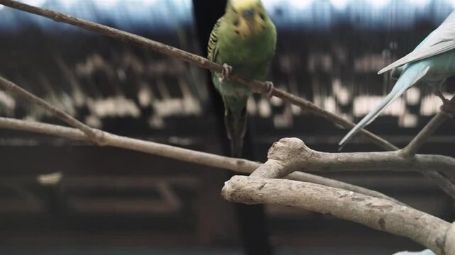 parakeet perched and singing in cage full hd video stock