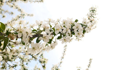 Close-Up of White Cherry Blossoms with Yellow Stamens and Brown Anthers