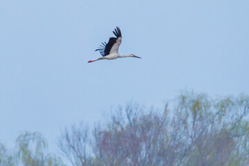 飛翔する美しく大きなコウノトリ（コウノトリ科）
英名学名：Oriental White Stork (Ciconia boyciana, family comprising storks)
栃木県栃木市渡良瀬遊水地-2025
