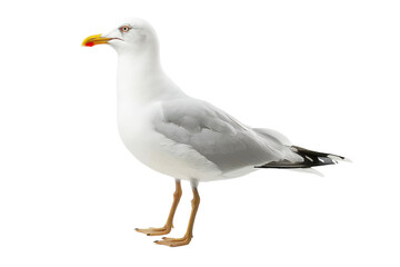 A bold seagull stands out against a bright, minimalist backdrop highlighting its beauty isolated on transparent background
