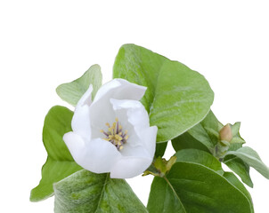 spring flowers bloom