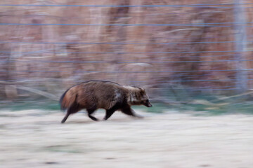 夜のゴルフ場に現れた
もふもふで可愛いホンドタヌキ（イヌ科）
英名学名：Japanese Raccoon Dog (Nyctereutes procyonoides viverrinus,  family comprising dogs)
栃木県栃木市渡良瀬遊水地-2025
