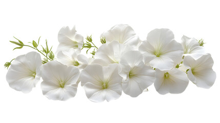 Cluster of White Petunia Flowers