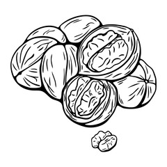 Walnut hand drawn vector sketch in black and white for coloring