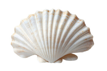 Obraz premium White Scallop Seashell with Natural Pattern