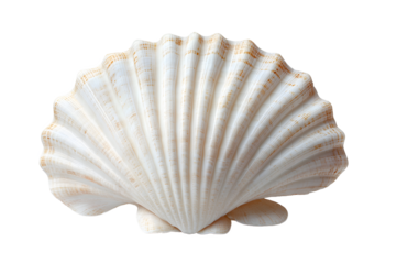 White Scallop Seashell with Natural Pattern
