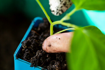 Close-up finger gently pressing soil around green seedling in blue pot, illustrating careful plant...