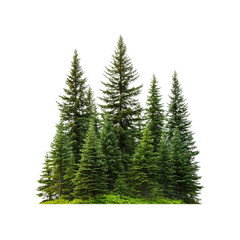 Fototapeta premium Majestic Evergreen Forest Silhouette - Group of Tall Pine Trees Isolated on Transparent Background