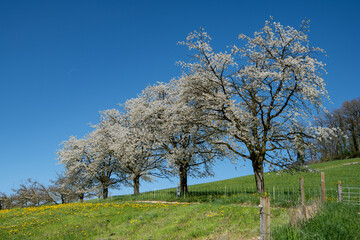 Frühling