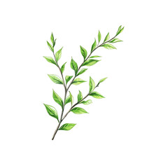 Fototapeta premium Lush Green Sprig with Vibrant Leaves - Botanical Illustration