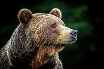 Syrian brown bear male in the enclosure. Latin name - Ursus arctos	
. Beautiful simple AI generated image