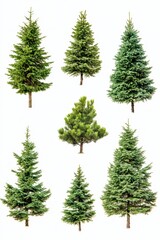 Fototapeta premium Collection of Evergreen Trees on White Background Displaying Various Shapes and Sizes in a Clean Studio Shot Perfect for Design Elements and Seasonal Projects