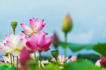咲き誇る蓮の花と青空の夏景色