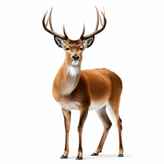 Fototapeta premium A majestic deer stands gracefully against a white background, showcasing its impressive antlers and sleek body, embodying the beauty of wildlife.