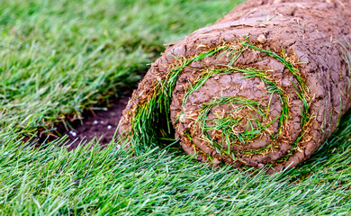 New sod being rolled out on a garden lawn during a sunny afternoon in a suburban neighborhood to enhance outdoor aesthetics and functionality