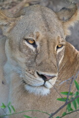 Chobe National Park, Botswana - April 12, 2025: A wild lion relaxing under trees in Chobe National Park
