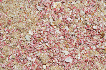 Natural background, sand and shell. Oman