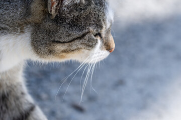 Portrait einer streunenden gestreiften Katze