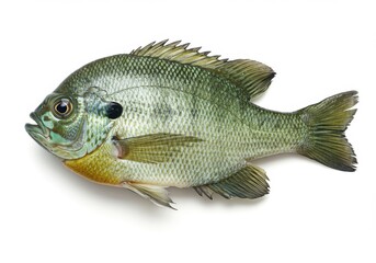 A single bluegill fish with green and yellow coloring on a white background in a studio shot image