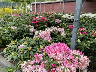 flowering rhododendron bushes in spring nursery - vibrant pink and purple blossoms for garden landscaping