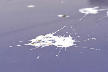 Bird droppings on car roof, selective focus. Macro view of bird poop on car paint, birds stains and cleaning. Dirty car surface with dry bird feces and acidic droppings