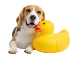 beagle dog with playful expression is lying next to bright yellow rubber duck. dog appears friendly and curious, showcasing joyful moment of companionship